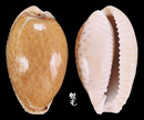 加勒比海寶螺 Cypraea spurca 1