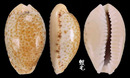 加勒比海寶螺 Cypraea spurca 3