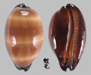 酒桶寶螺 Cypraea talpa 2