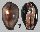 瑪瑙寶螺 Cypraea onyx 1