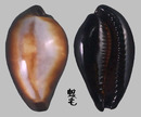 瑪瑙寶螺 Cypraea onyx 2