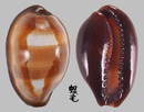 瑪瑙寶螺 Cypraea onyx 3