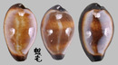 瑪瑙寶螺 Cypraea onyx 4