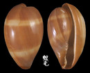 瑪瑙寶螺 Cypraea onyx 5