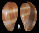 瑪瑙寶螺 Cypraea onyx 6