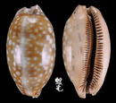 小鹿斑寶螺 Cypraea cervinetta