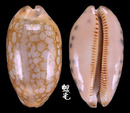 網目寶螺 Cypraea scurra 1