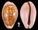 西非紅唇寶螺 Cypraea petitiana 1