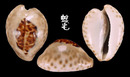 無齒寶螺 Cypraea teulerei 2