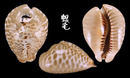 雙角老鼠寶螺 Cypraea mus bicornis 2