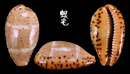 雙線寶螺 Cypraea lutea 2