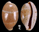 雙線寶螺 Cypraea lutea 3