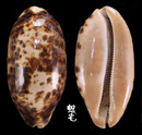 叢雲寶螺 Cypraea testudinaria 2