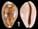 寬帶寶螺 Cypraea zonaria 2