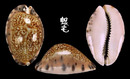 角緣寶螺 Cypraea arabicula 2