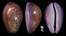 紫花寶螺 Cypraea poraria 1