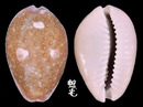 紫花寶螺 Cypraea poraria 4