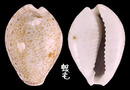 畫眉鳥寶螺 Cypraea turdus 1