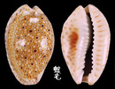 慧眼寶螺 Cypraea ocellata 1