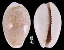 玻芬寶螺 Cypraea boivinii 1
