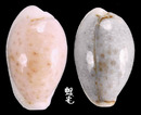 玻芬寶螺 Cypraea boivinii 4