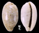 緞帶寶螺 Cypraea pallidula 1