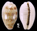 緞帶寶螺 Cypraea pallidula 3