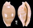 馬丁寶螺 Cypraea martini 1