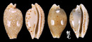 貝氏寶螺 Cypraea beckii 2
