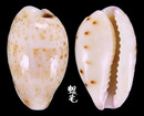 雷山哈蒙寶螺 Cypraea hammondae raysummersi 1