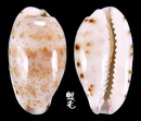 雷山哈蒙寶螺 Cypraea hammondae raysummersi 2