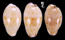 雷山哈蒙寶螺 Cypraea hammondae raysummersi 4