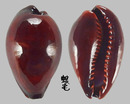 黑瑪瑙寶螺 Cypraea onyx adusta 1