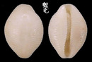 白米蛹螺 Trivirostra oryza 2
