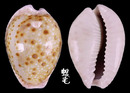 紫緣寶螺 Cypraea marginalis 1