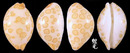 瑪莉亞寶螺 Cypraea maria 2