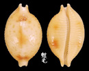 花珠寶螺 Cypraea bistrinotata 1