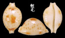 花珠寶螺 Cypraea bistrinotata 2