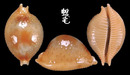 花珠寶螺 Cypraea bistrinotata 4