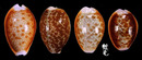紅花寶螺 Cypraea helvola 5