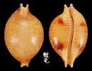 金珠寶螺 Cypraea globules 1