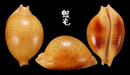 金珠寶螺 Cypraea globules 2