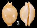 繡珠寶螺 Cypraea cicercula 1