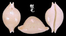 繡珠寶螺 Cypraea cicercula 2