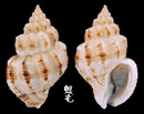 焦斑峨螺 Cantharus leucotaeniatus 1