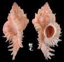 可愛骨螺 Siratus venustulus 1
