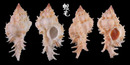 可愛骨螺 Siratus venustulus 2
