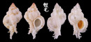 可愛骨螺 Siratus venustulus 4