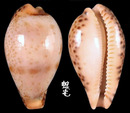 婆切寶螺 Cypraea boucheti 1