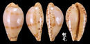 婆切寶螺 Cypraea boucheti 3